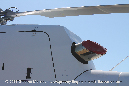 Airbus%20H120%20Colibri%20VH-JDZ%20Avalon%202017%2058%20Graeme%20Molineux