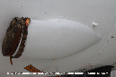 Breguet_Atlantic_BR_1150_250_Kon_Marine_Netherlands_2015_073-GraemeMolineux