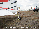 CESSNA_180_Walkaround_VH-UUM_Avalon_2009_07_GrubbyFingers