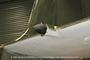 %_tempFileNameCessna_A-37B_Dragonfly_Walkaround_6810805_VH-DLO_Temora_2014_102_GrubbyFingers%