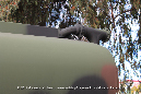 M939_Tractor_M970_Fuel_Trailer_USMC_Miramar_122_GrubbyFingers