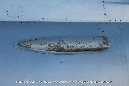 MiG_21_1112_Czech_Miramar_Walkaround_053_GrubbyFingers